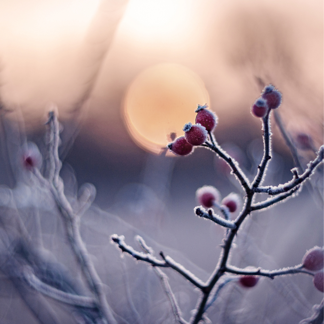 un paysage d'hiver, gelé pour illustrer le nouveau rituel de l'hiver chez unua maison de bien-être à Pessac