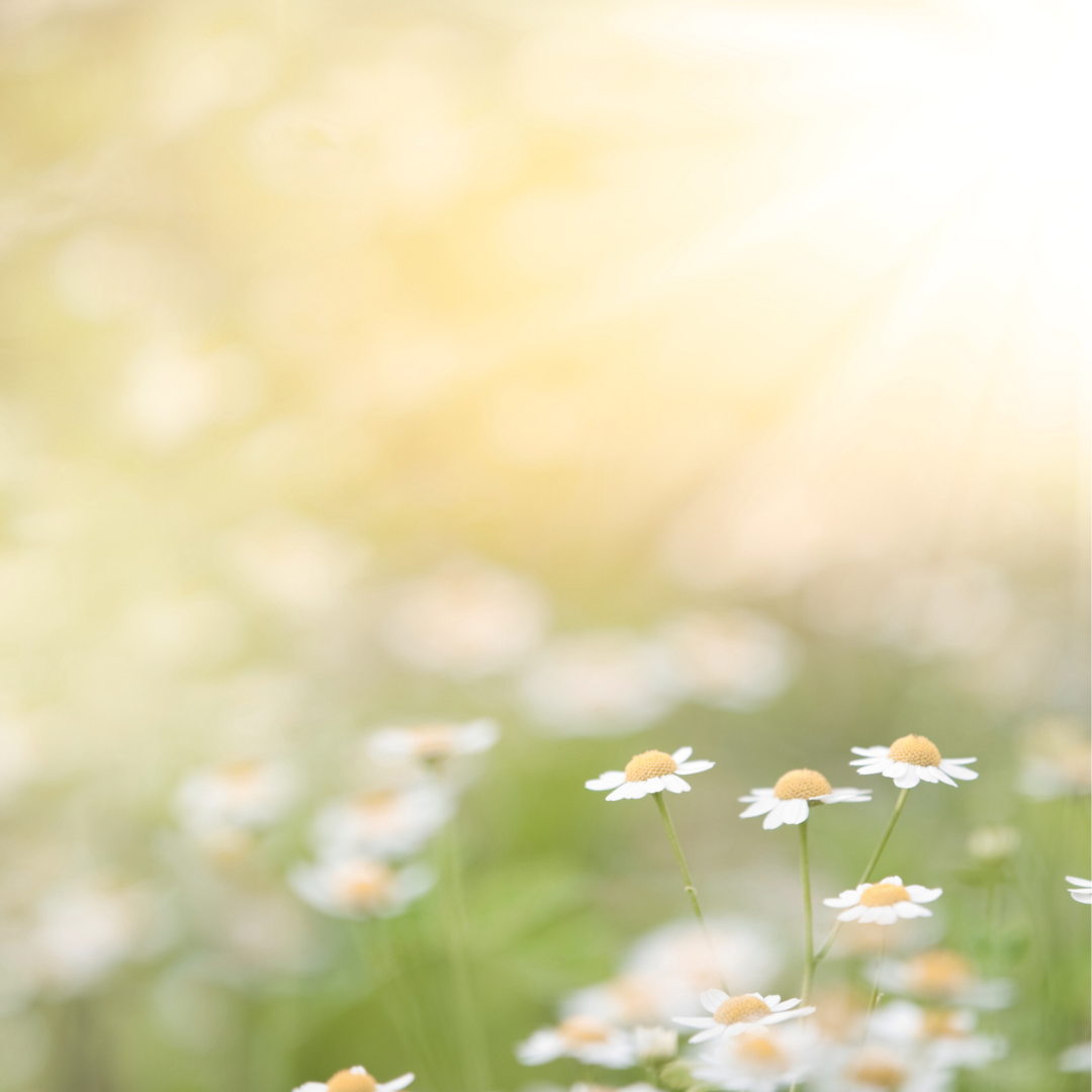 DEs fleurs pour fêter le rituel de printemps chez UNUA, maison de bien-être à pessac