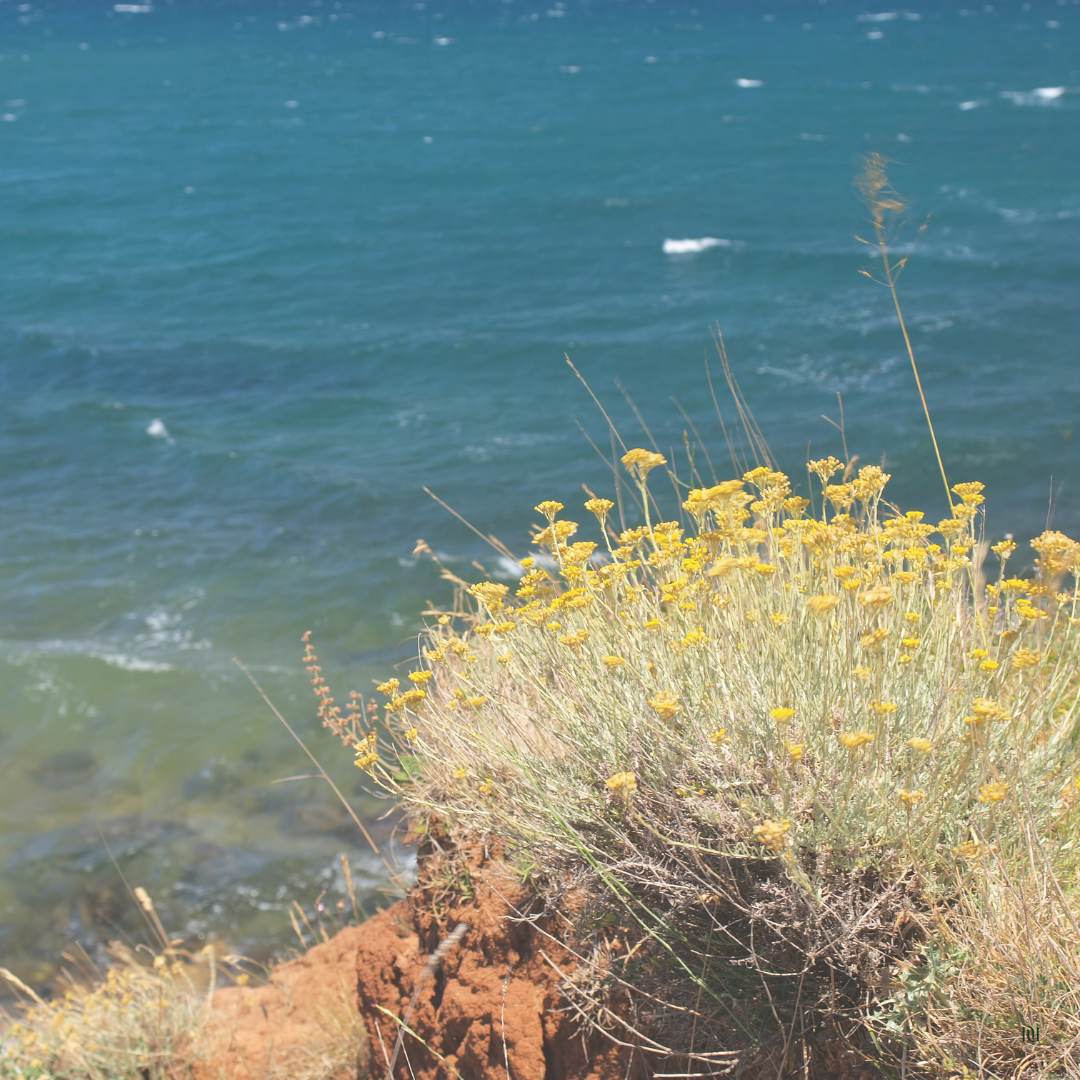 rituels saison été l'océan, arbuste d'immortelle.