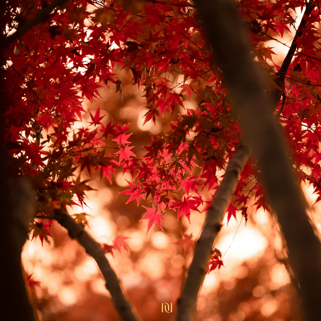 rituel de l’automne_l’été Indien